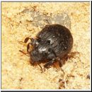 Byrrhus affinis - Kaefer-8mm 01b.jpg